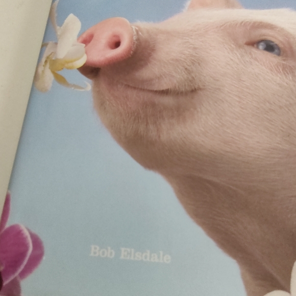 Pretty In Pink Book - Picture 3 of 9